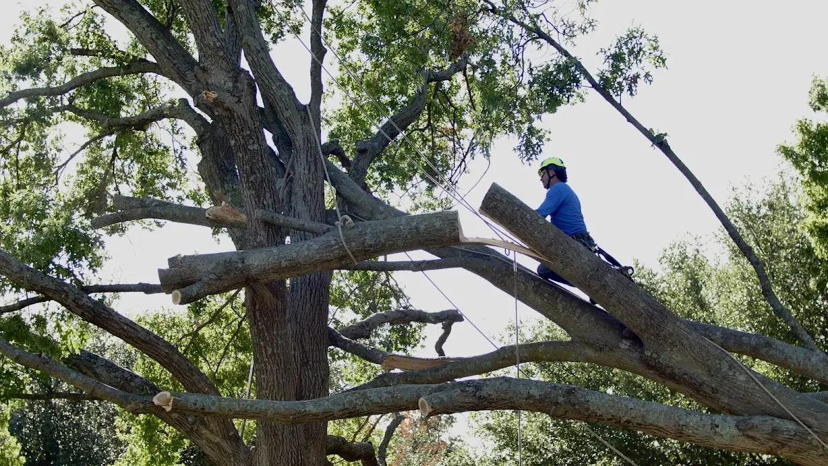 Professional Crown Thinning performed by certified arborists in Widen